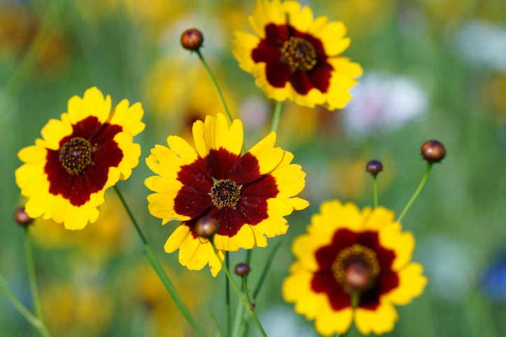 Der richtige Beschnitt