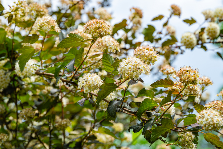 Der richtige Schnittzeitpunkt