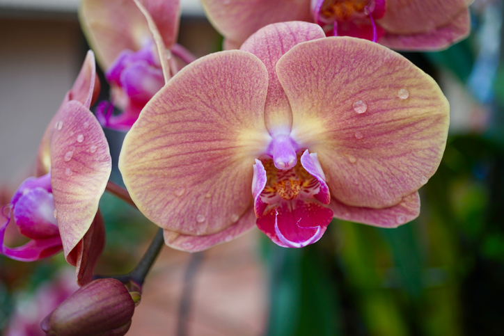 Der richtige Zeitpunkt für die Befruchtung