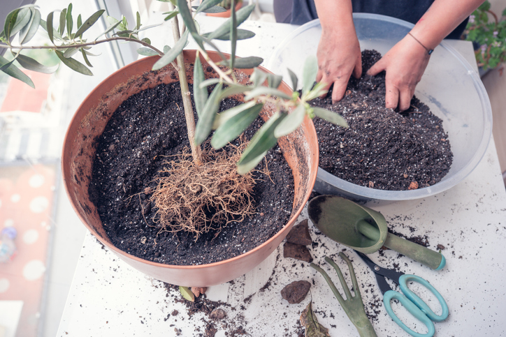 Die Auswahl und Pflanzung des richtigen Olivenbaumes