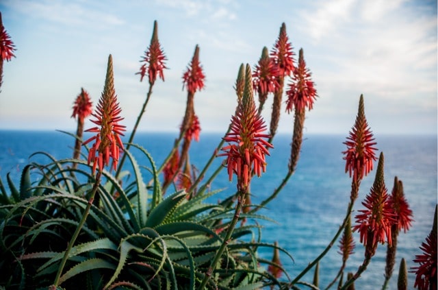 Die Blüte von Aloe Vera