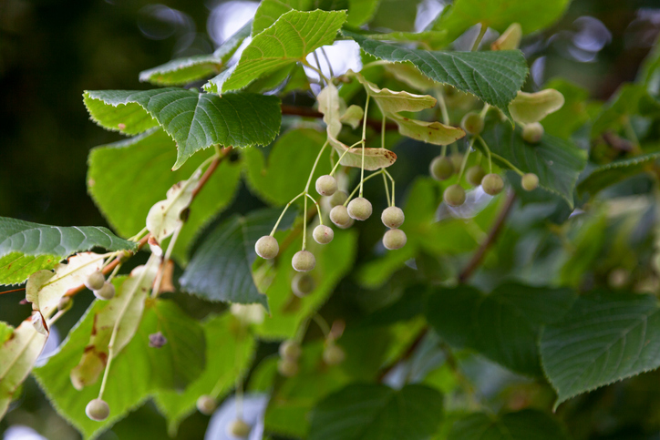 Die Frucht der Linde