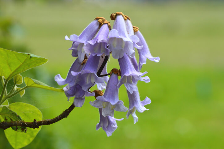 Die Giftigkeit des Blauglockenbaumes