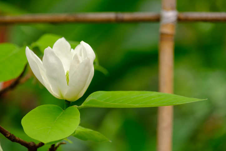 Die Pflege junger Magnolien
