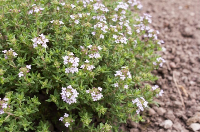 Die bekanntesten Sorten von Thymian