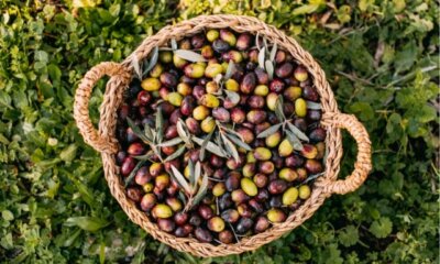 Die beliebtesten Olivensorten