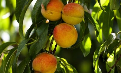 Die beliebtesten Pfirsichsorten für Ihren Hausgarten