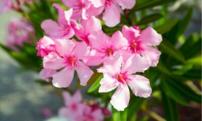 Die beste Erde für Oleander