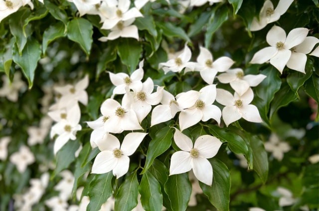 Die beste Pflanzzeit für Hartriegel