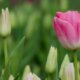 Die besten Tulpensorten im Überblick