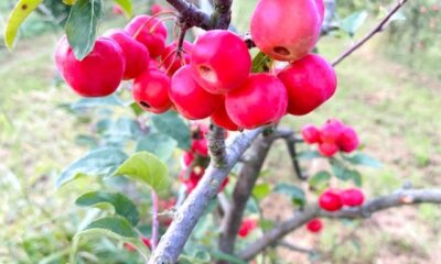 Die besten Zierapfel-Sorten im Überblick