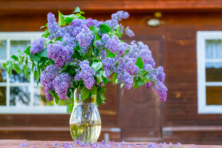 Flieder In Der Vase Haltbar Machen ᐅ Flieder in der Vase haltbar machen - Tipp für dauerhafte Sträuße