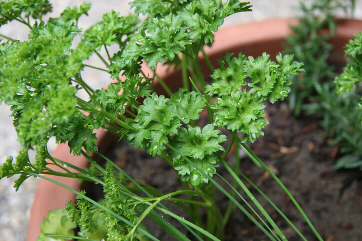 Die richtige Wassermenge