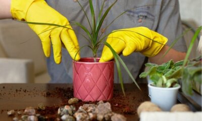 Drachenbaum über Ableger vermehren