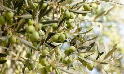 Einen Olivenbaum erfolgreich in Deutschland pflanzen