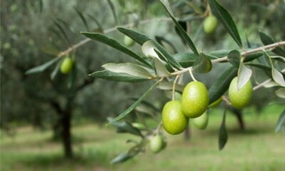 Einen Olivenbaum im Garten züchten - Tipps und Tricks