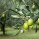 Einen Olivenbaum im Garten züchten - Tipps und Tricks