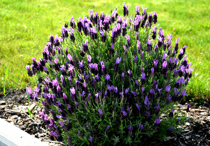 Einer Verkahlung vorbeugen