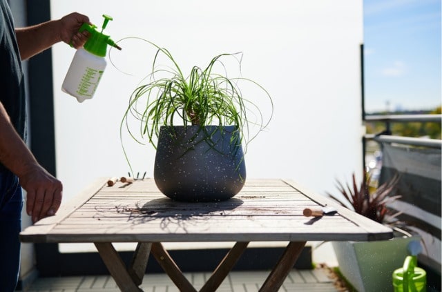 Elefantenfuß - so oft sollte er gegossen werden