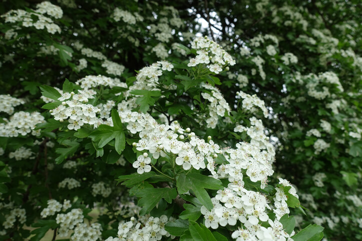 Erkennungsmerkmale des Weißdorns