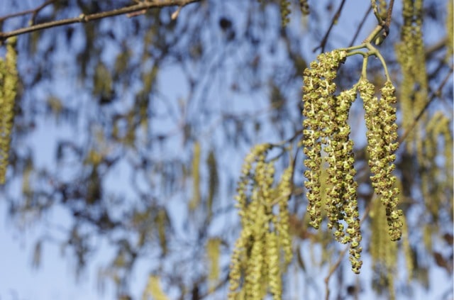 Erle in der Blüte - wann ist die Blütezeit
