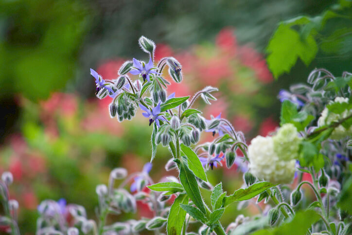 Essbarkeit von Borretsch