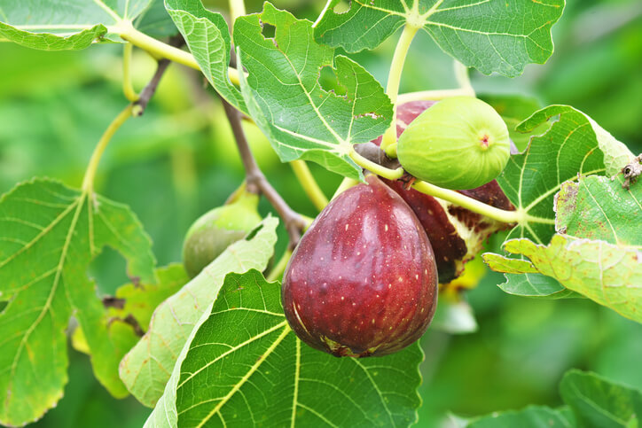 Feigen Saison in Deutschland
