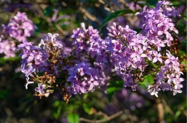 Flieder Krankheiten rechtzeitig erkennen und bekämpfen