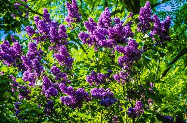 Flieder richtig düngen - Zeitpunkt und Anleitung