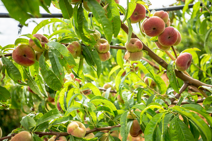 Für den Garten geeignete Pfirsichsorten