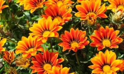 Gazanien vermehren - die besten Methoden