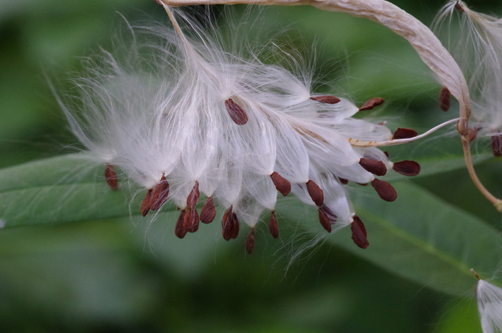 Gewinnung von Oleandersamen