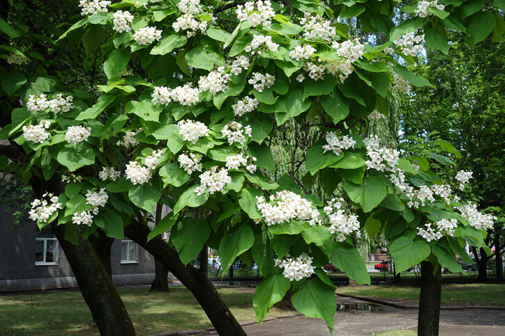 Giftigkeit des Trompetenbaumes