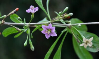 Goji Beeren in der Blüte - Blütezeit und Pflege