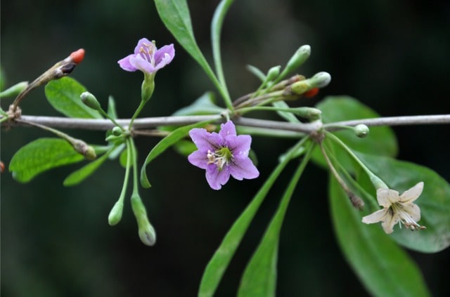 Goji Beeren in der Blüte - Blütezeit und Pflege