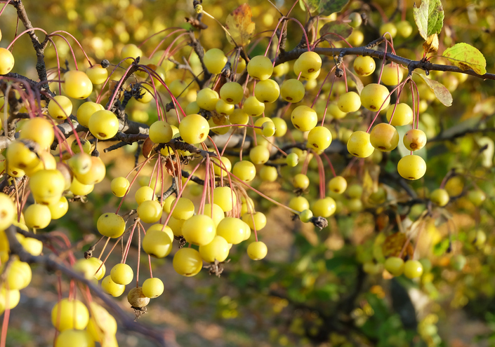 Golden Hornet - ansehnlich und wohlschmeckend