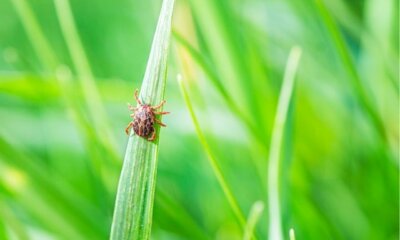 Grasmilben im Garten bekämpfen