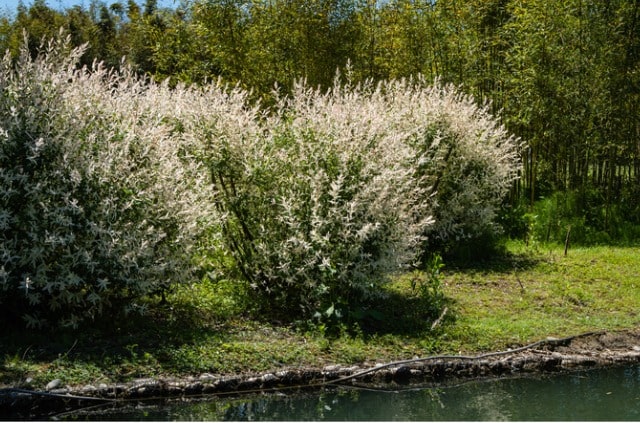 Harlekinweide bekommt braune Blätter - was tun