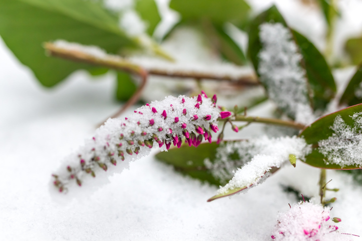 Hebe im Garten überwintern