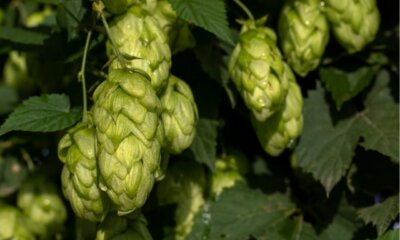 Hopfen - so erkennen Sie die männliche und weibliche Blüte