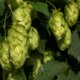 Hopfen - so erkennen Sie die männliche und weibliche Blüte