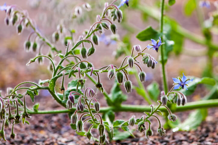 In Borretsch enthaltene Stoffe