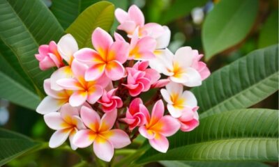 In welcher Erde fühlt sich Plumeria am wohlsten