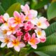 In welcher Erde fühlt sich Plumeria am wohlsten