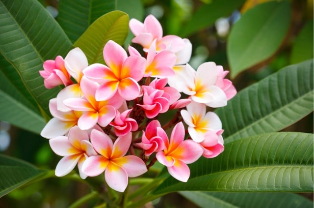 In welcher Erde fühlt sich Plumeria am wohlsten