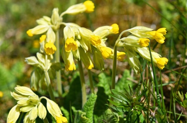Ist Schlüsselblume giftig