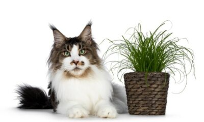 Ist Zyperngras für die Katze gesund