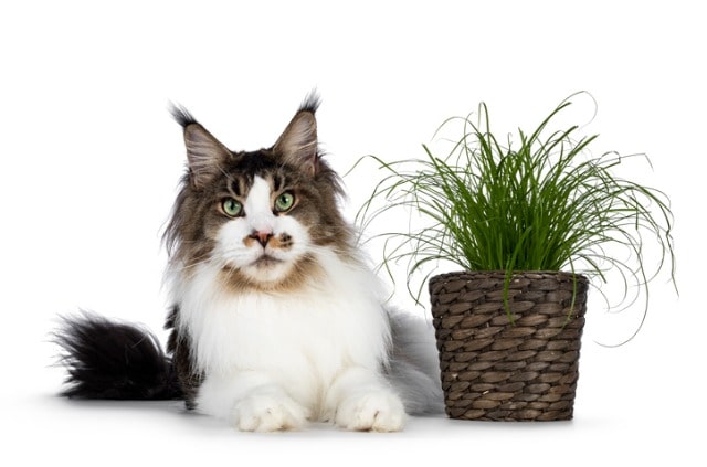 Ist Zyperngras für die Katze gesund