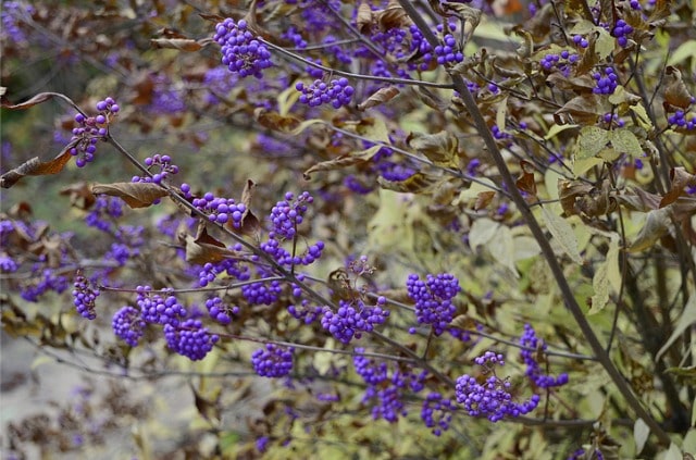 Ist der Liebesperlenstrauch für Menschen und Tiere giftig