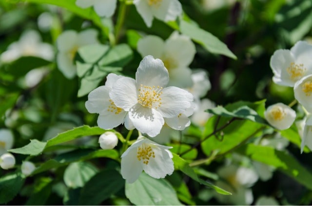 Jasmin richtig überwintern